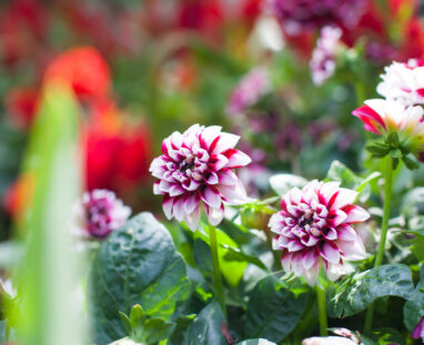 View More: http://jamiedphotography.pass.us/laurel-inn-the-hollow