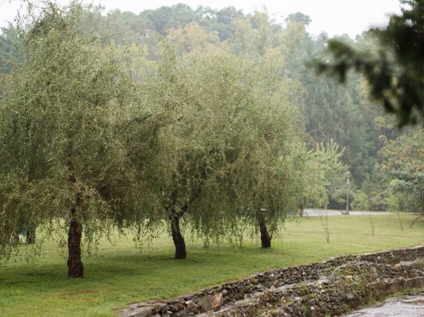 FB_IMG_1764952800668