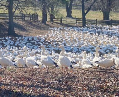 FC Manor Estate Photo-Birds