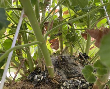 FCM-Birds (wildlife)