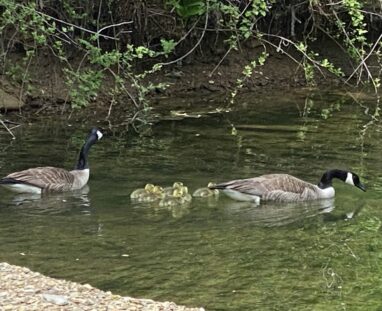 FCM-Family of Geese on FCM Pond