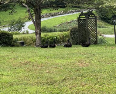 FCM-Farm Property Views-Countryside Events-Nature