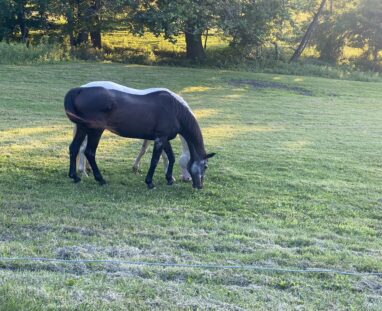 FCM-Horses (Farm Animals)