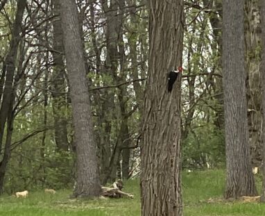 FCM-Woodpecker (wildlife)
